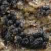 Polysporina simplex